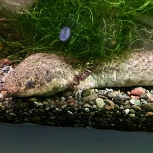 Greater Siren (Siren lacertina) - Noboribetsu Marine Park Nixe