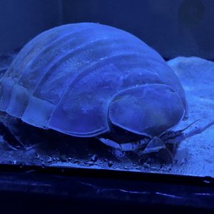 Giant Isopod (Bathynomus giganteus) - Noboribetsu Marine Park Nixe