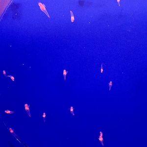 Sea Angel (Clione limacina) - Noboribetsu Marine Park Nixe