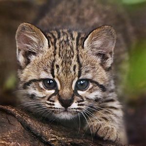 Geoffroy's cat kitten