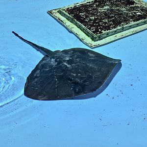 Pitted Stingray (Bathytoshia matsubarai) - Noboribetsu Marine Park Nixe