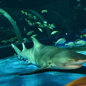 Sicklefin Lemon Shark (Negaprion acutidens) - Noboribetsu Marine Park Nixe