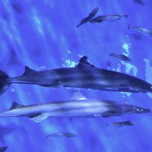 Pacific Spiny Dogfish (Squalus suckleyi) - Noboribetsu Marine Park Nixe