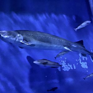 Kaluga Sturgeon (Huso daurica) - Noboribetsu Marine Park Nixe