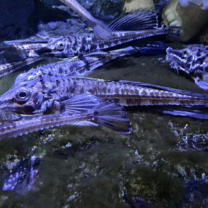 Sailfin Poacher (Podothecus sachi) - Noboribetsu Marine Park Nixe