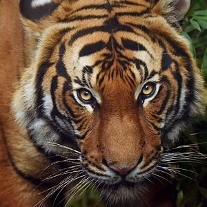 Malayan tiger - Bulan