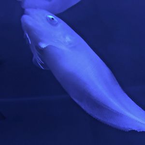 Snailfish (Careproctus trachysoma) - Noboribetsu Marine Park Nixe
