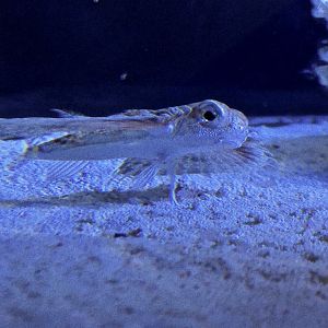 Flying Gurnard (Dactyloptena gilberti) - Noboribetsu Marine Park Nixe