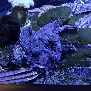 Sea Raven (Hemitripterus villosus) - Noboribetsu Marine Park Nixe