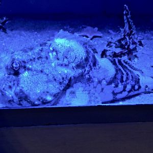 Darkfin Sculpin (Malacocottus zonurus) - Noboribetsu Marine Park Nixe