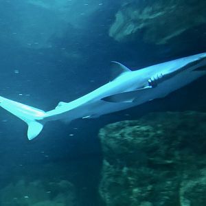 Copper Shark (Carcharhinus brachyurus) - Otaru Aquarium