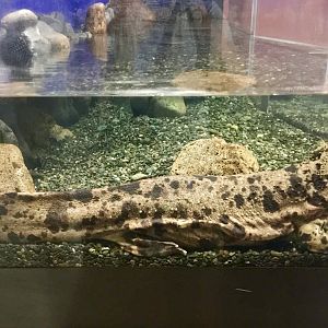 Japanese Giant Salamander (Andrias japonicus) - Otaru Aquarium