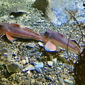 Sea Robin (Lepidotrigla microptera) - Otaru Aquarium