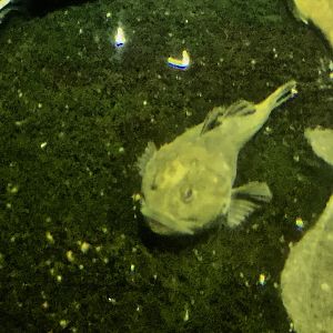 Steller's Sculpin (Myoxocephalus stelleri) - Otaru Aquarium
