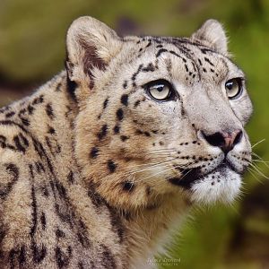 Snow leopard