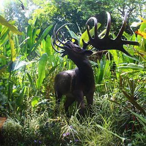 Valley of Giants - Megaloceros giganteus