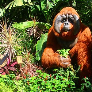 Valley of Giants - Gigantopithecus