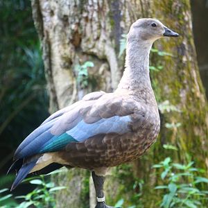 Great Rift Valley of Ethiopia - Blue-winged Goose