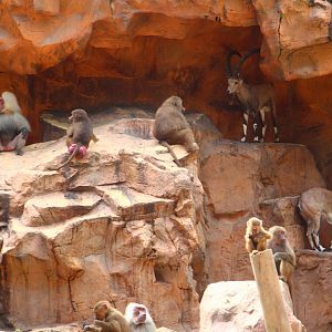 Great Rift Valley of Ethiopia - Hamadryas Baboon and Nubian Ibex