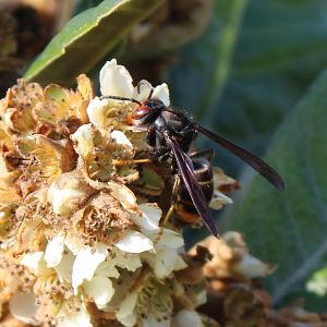 Asian hornet - Vespa velutina