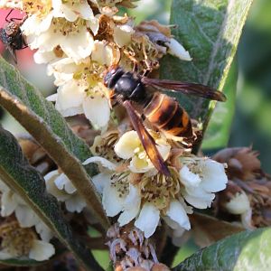 Asian hornet - Vespa velutina
