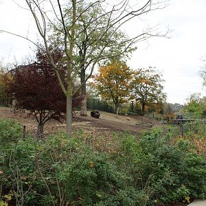 Vicunja and Common rhea enclosure