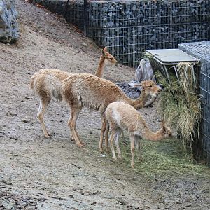 Vicunjas and Common rheas