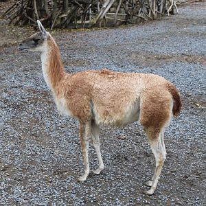 Guanaco