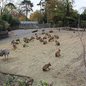 Another part of the Guanaco, Patagonian mara and Darwin rhea enclosure