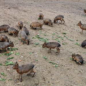Patagonian maras ( loads of )