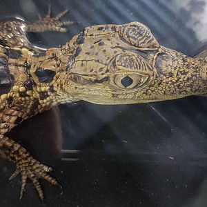 Spectacled caiman