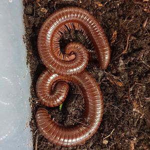 Giant brown millipedes - Ophistrephus guineensis