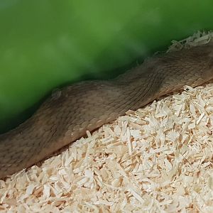 Gans egg-eating snake - Dasypeltis gansi