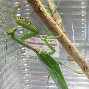 Giant shield mantis - Rhombodera cf megaera