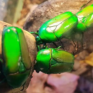 Smaragdesthes africana africana