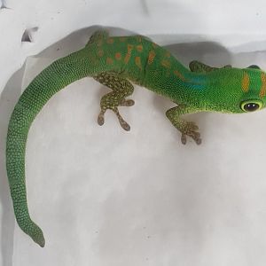 Phelsuma pasteuri