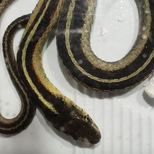 Thamnophis sirtalis parietalis