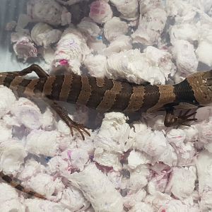 Snail-eating skink - Cyclodomorphus gerrardii - juvenile