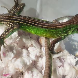 Cnemidophorus lemniscatus