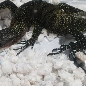 Varanus jobiensis