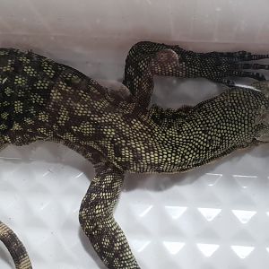 Varanus ID