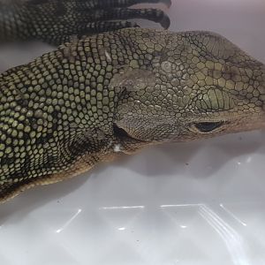 Varanus ID