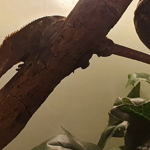 Rhacodactylus ciliatus