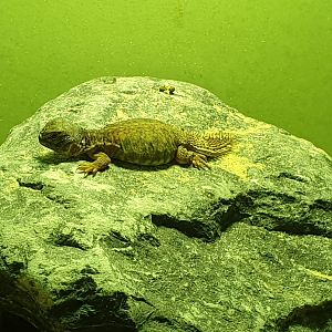 Uromastyx acanthinura - juvenile