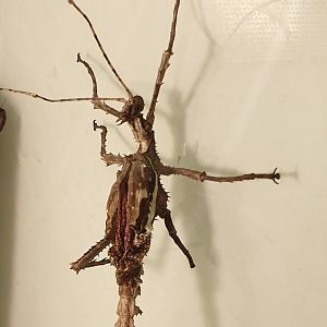 Heteropteryx dilatata - male