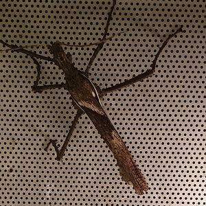 Heteropteryx dilatata