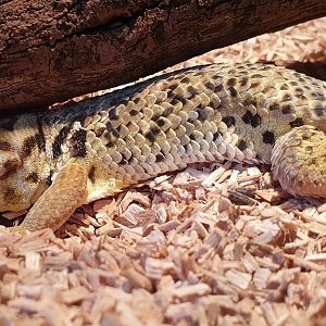 Teratoscincus roborowskii