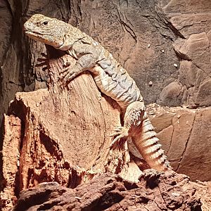 Uromastyx ocellata