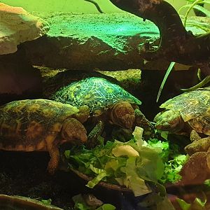 Pancake tortoises - Malacochersus tornieri