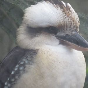 Laughing kookaburra